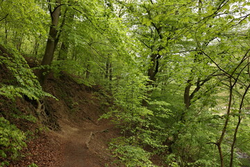 Obraz premium forest trail in Hungary during spring