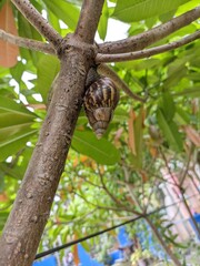 A portrait of snail with a brown shell walking on a tree trunk to avoid the sun