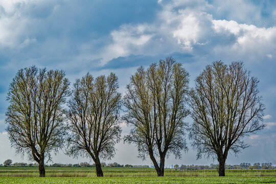 Four willow trees in a row, East Frisia, Lower Saxony, Germany