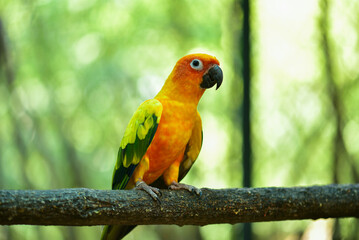 Several colorful parrots are resting on the fence. This lovebird lives in the wild and can be housed with house pets. cute wildlife concept