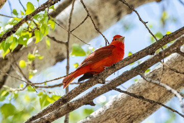 Summer Tanager (Piranga rubra) Perched, Showing His Colors