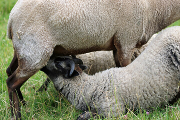 Rare breed Shetland sheep ewe with suckling lambs