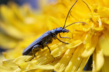 Beetle Oedemera virescens sits on a yellow dandelion, macro photo