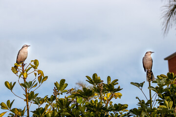 Pareja de Calandrías