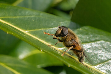 macro of a bee