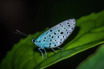 Obraz premium Schmetterling mit Blumenvordergrund