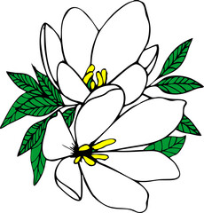 bouquet of two white magnolia flowers with leaves no background, isolated element