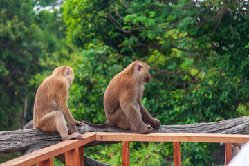 Two chimpanzee monkeys in the forest near the big buddha statue in thailand on phuket island