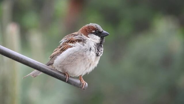 sparrow sits on a twig of a television antenna, chirps loudly - calls for a female to join him in the early spring evening