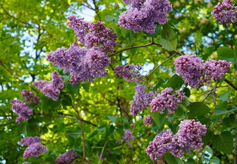 spring with lilac branches with purple flowers among green foliage in the park in the garden