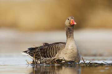 Greylag goose or graylag goose (Anser anser) swimming in the river in spring.