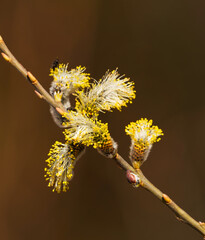 willow branch with buds blossoming in spring.