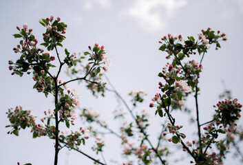 Blossoming Beauty: Apple Tree in the Sky