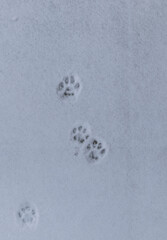 cat footprints on white snow