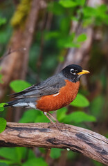 Fototapeta premium Small Colorfull Bird Sitting on a Branch in a park. Zoom. Port Moody, Vancouver, British Columbia, Canada. Wildlife Picture