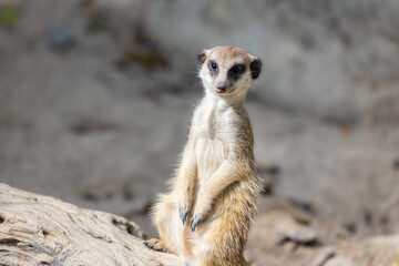Fototapeta premium Meerkat in the zoo park
