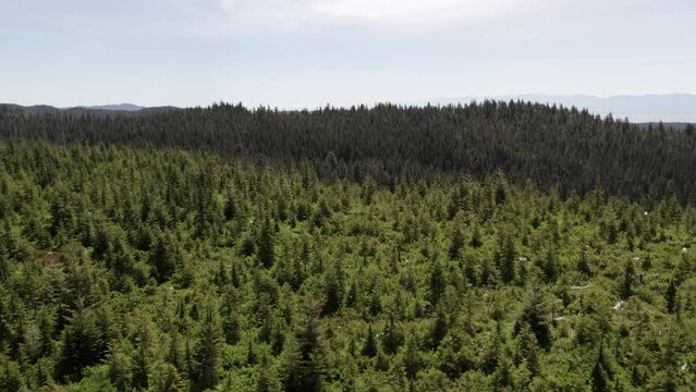Beautiful old growth forest with ocean in background - aerial rising view