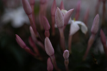 Obraz premium pink flowers buds