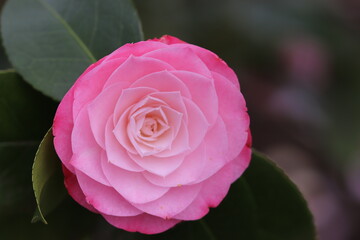 Springtime flowers - 105mm Macro 