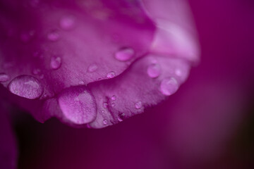 water drops on pink flower