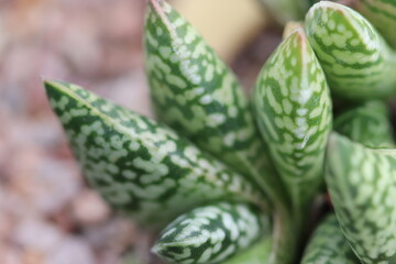 Springtime flowers - 105mm Macro 