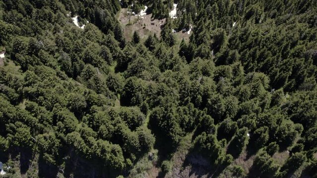 forest with snow melting between trees - aerial view