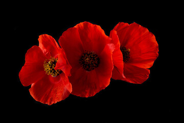 Red flowers of a blooming poppy on a black background