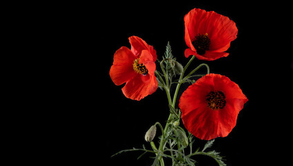 Red flowers of a blooming poppy on a black background