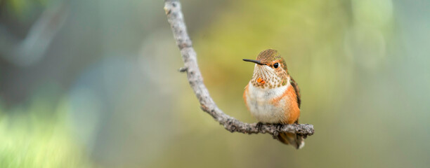 Widescreen photo of a hummingbird standing on an Aspen tree branch in Colorado