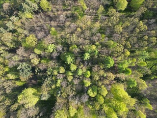 Naklejka premium las liściasty : widok w doł #3