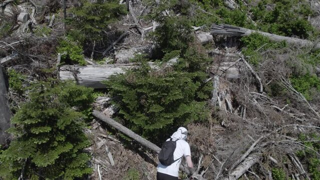 hiker climbs up cut down trees in old growth forest - aerial shot