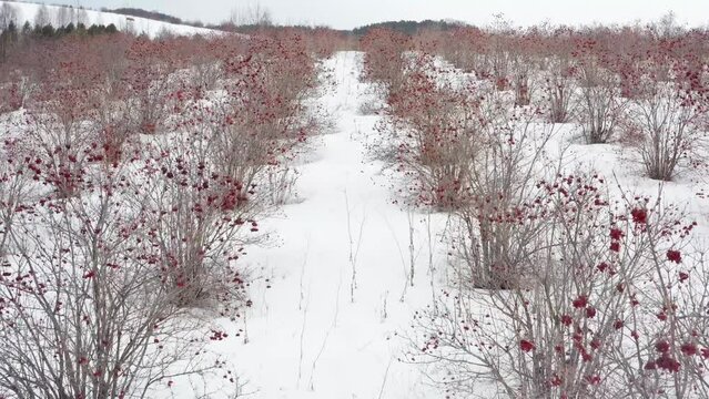 Altai mountains, viburnum plantations in winter. Aerial view.