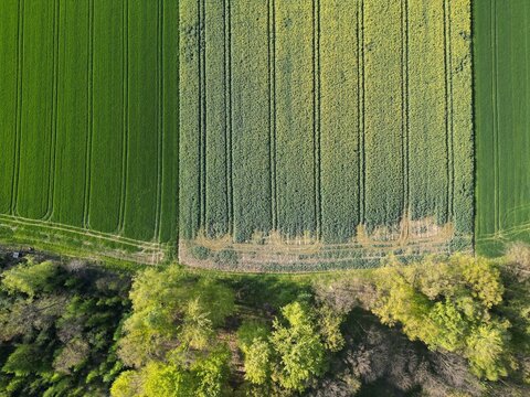 widok na pola i las z drona 