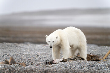 Fototapeta na wymiar lonely polar bear in summer time on Svalbard