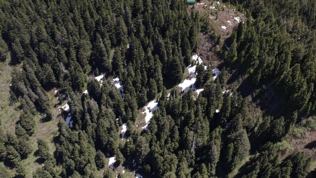 Old growth forest with snow remaining - aerial view of forest in spring
