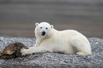 Plakat lonely polar bear in summer time on Svalbard