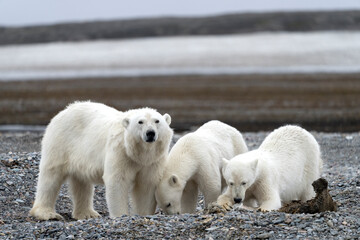 polar bear with cubs in summer time on Svalbard