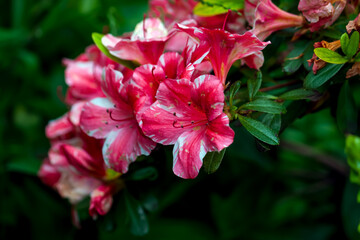 red and white azalea flower close up shallow depth of field