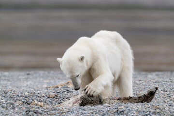 Obraz na płótnie Canvas lonely polar bear in summer time on Svalbard