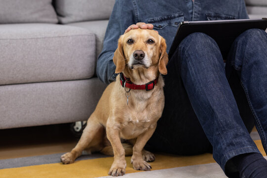 Close up of a man sitting on the floor with his dog and using tablet pc, listening to music, podcast, watch movie, video call with family or friends. Leisure, weekend, holiday or retirement concept