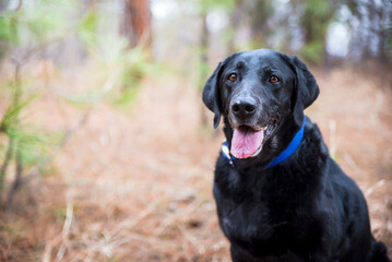 Old Black Lab Looks At Camera in Forest Setting