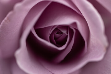 pink rose close up