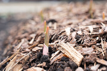 Close up of young small sprout of garlic in the garden. Small plant on pile of soil in the garden. High quality photo