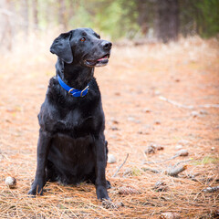 Senior Black Lab with Mouth Open