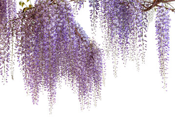 Wisteria flowering branch isolated - obrazy, fototapety, plakaty