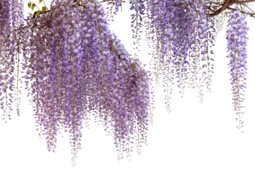 Wisteria flowering branch isolated