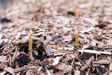 Close up of young small sprout of garlic in the garden. Small plant on pile of soil in the garden. High quality photo