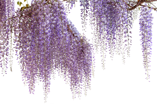 Wisteria flowering branch isolated