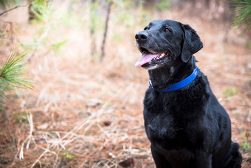Old Black Lab Sitting in Evergreen Forest