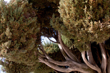 Árboles singulares del parque de El Retiro 
